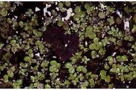 Image result for Spirodela polyrrhiza