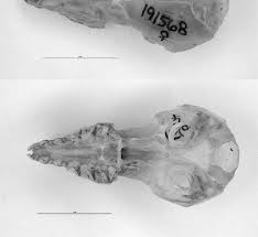 Image result for Helichrysum whyteanum