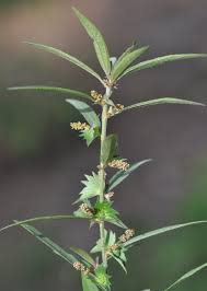 Image result for Acalypha segetalis