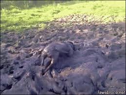 We did not find results for: I Has A Hotdog Mud Funny Dog Pictures Dog Memes Puppy Pictures Pictures Of Dogs Dog Pictures Funny Pictures Of Dogs Dog Memes Puppy Pictures Doge Cheezburger