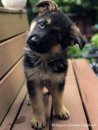 German Shepherds Are One Of The Most Constant Pet Types To Make The American Kennel Club S Annual List O Alman Coban Kopegi Evcil Hayvanlar Cok Sirin Hayvanlar