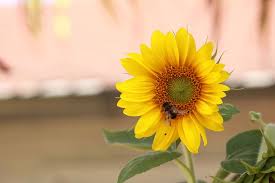 Here is a slide show to help you to learn the differences between bees, flies and wasps. Hd Wallpaper Blossom Sunflower Wasp Vegetable Garden Bug Yellow Summer Wallpaper Flare