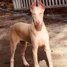 Albino Doberman Pinschers Home Facebook