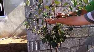 Tüplü olarak üretimi yapılan ceviz ve badem fidanları yılın her mevsiminde dikilebilecek durumdadır. Erik Seftali Ayva Badem Elma Fidani Nasil Dikilir Nasil Bakimi Yapilir Nasil Gubrelenir Youtube