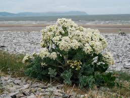 Image result for Crambe