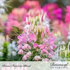 Image result for Cleome densifolia