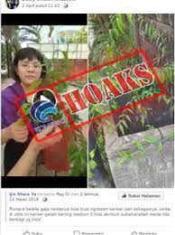 Testimoni khasiat daun belalai gajah. Kementerian Komunikasi Dan Informatika