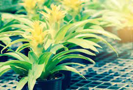 9 Low Maintenance Plants You Can T Kill Get Healthy U Plants Low Maintenance Plants Outdoor Plants