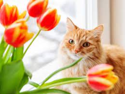 They love to play, jump, and roam around the house or yard, but sometimes their inquisitive personalities get the best of lilies in the true lily and daylily families are very dangerous for cats. Displaying Cat Safe Bouquets Tips On Cat Friendly Flowers For Bouquets