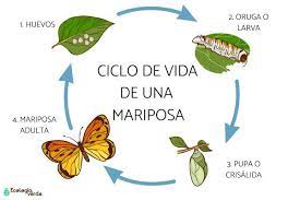 En la siguiente lista ofrecemos el resumen del ciclo de las mariposas y un esquema, cuyas etapas veremos detenidamente, una por una, en los próximos apartados. El Ciclo De Vida De Una Mariposa Etapas E Imagenes Con Esquema Y Video
