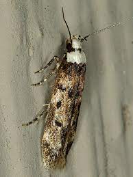 Check spelling or type a new query. White Shouldered House Moth Endrosis Sarcitrella Bugguide Net