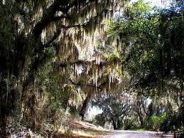 The coast of south carolina is made up largely of marshy lowlands with tidal streams and rivers. South Carolina Lowcountry The Lowcountry Region