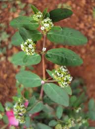 Image result for Euphorbia hyssopifolia