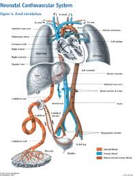 Image result for Neonatal Circulation Assessment