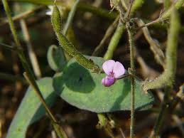 Image result for Desmodium scorpiurus