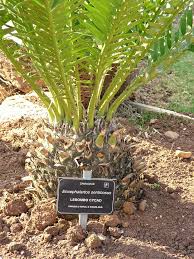 Image result for Encephalartos senticosus