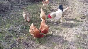 Tavuk Horoz Sesi Gezen Tavuklar Organik Sesleri Dansi Remix Youtube