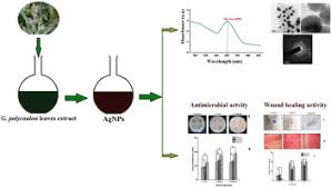 Image result for Gnaphalium polycaulon