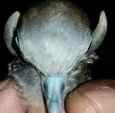Mitos Burung Perkutut Dalam Tradisi Jawa Kuno Newsbaper