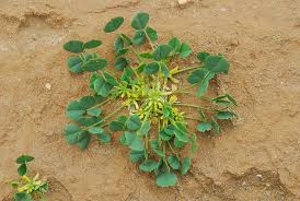 Image result for Trigonella anguina