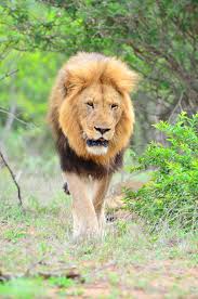 1366x768px Free Download Hd Wallpaper Wildlife Lion Kruger National Park Africa Animal Themes Wallpaper Flare Download, share and comment wallpapers you like. wildlife lion kruger national park