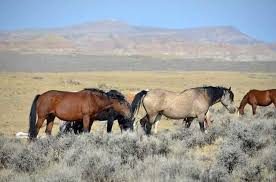 Das mustang pferd ernährt sich in freier natur ausschließlich durch gräser und kräuter. Naturdetektive Fur Kinder Www Naturdetektive De Mustangs Und Camargue Pferde