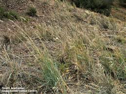 Image result for Dichanthium sericeum