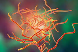 Image result for Pinworm