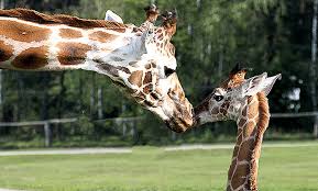 Dort werden laufend informationen zu dem park und zu gutscheinen vorgestellt. Zoo Safaripark Stukenbrock Preise