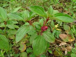 Image result for Tristemma