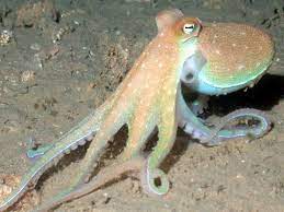 Sign In Beautiful Sea Creatures Octopus Pictures Octopus