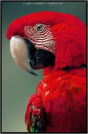 Que T A T On Dit Pour Que Tu Rougisses Comme Ca Perroquet Macaw Macaw Parrot By David D Bernardez Papaganlar Papagan