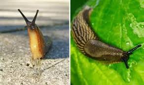 Jan 02, 2020 · snails and slugs that is unless they are the field slug. Gardening Remove Slugs From Your Garden Using Beer And More Express Co Uk