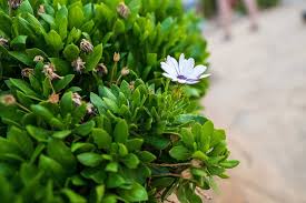 Image result for Osteospermum