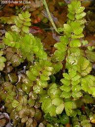 Image result for Berula erecta