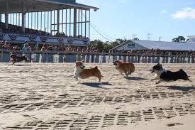 Maybe you would like to learn more about one of these? Little Legs Big Dreams Corgis Race At Tampa Bay Downs Wjct News