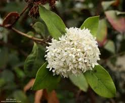 Image result for Acokanthera schimperi