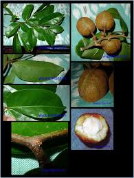 Image result for Cynometra alexandri