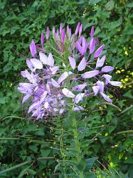Image result for Cleome macrophylla