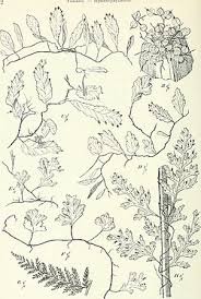 Image result for Didymoglossum erosum