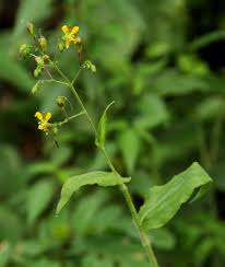 Image result for Aneilema