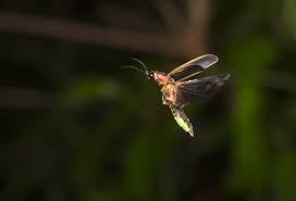 Its naturalistic future setting, modeled after traditional western movie motifs, presents an atypical science fiction backdrop for the narrative. Fireflies Need The Dark To Talk With Light International Dark Sky Association