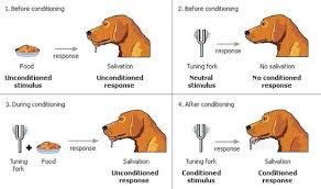 Classical Conditioning 5 2 Flashcards Quizlet