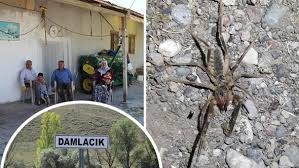 Korkunc Orumcek Sivas Ta Ortaya Cikti