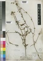 Image result for Spermacoce natalensis