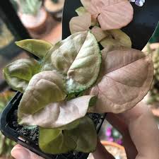 Maybe you would like to learn more about one of these? Syngonium Podophyllum Red Heart Arrowhead Vine Red Heart In Gardentags Plant Encyclopedia