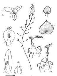 Image result for Eriospermaceae