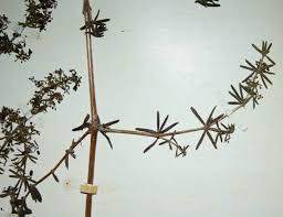 Image result for Galium scabrellum