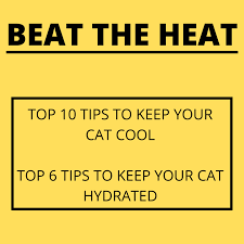 How to keep your cat cool in summer. Top 10 Ways To Keep Your Cat Cool During The Summer Heat The Hiking Cat