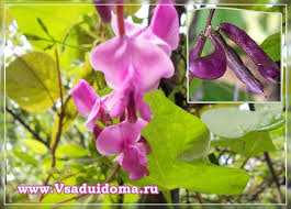 Image result for Dolichos angustifolius